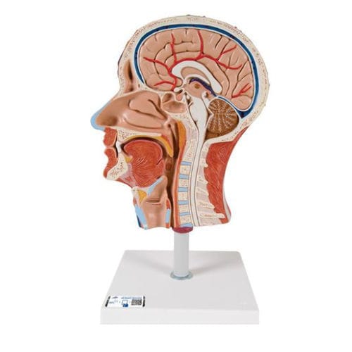 Modelo anatómico de cabeza - C14  - 3B Scientific   - de formación / con musculatura