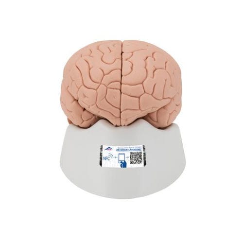 Modelo anatómico de cerebro - C15 - 3B Scientific  