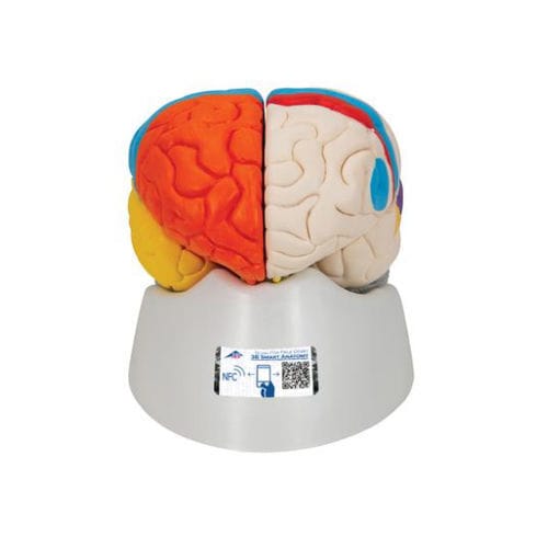Modelo anatómico de cerebro - C22 - 3B Scientific   - de formación