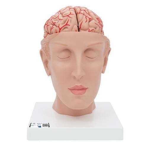 Modelo anatómico de cabeza - C25 - 3B Scientific   - de cerebro / de formación