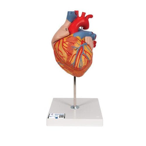 Modelo anatómico de corazón - G12 - 3B Scientific   - de formación