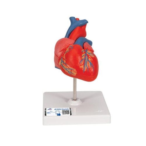 Modelo anatómico de corazón - G08 - 3B Scientific   - de formación