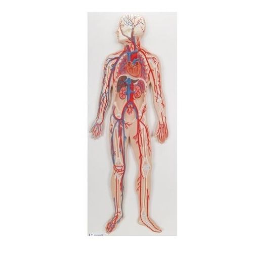 Modelo vascular de sistema circulatorio - G30 - 3B Scientific   - de cuerpo entero / de formación