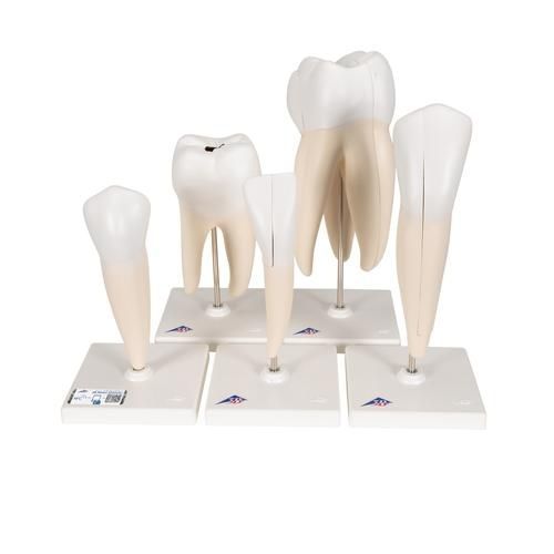 Modelo anatómico de dientes - D10  - 3B Scientific   - de formación