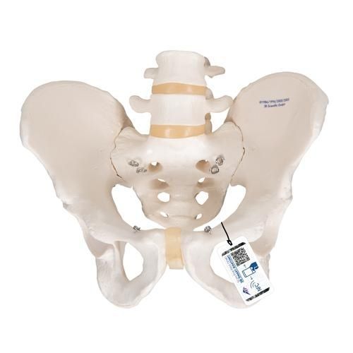 Modelo anatómico de esqueleto - A60   - 3B Scientific   - de pelvis / de formación / masculino