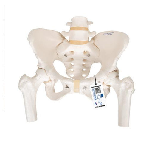 Modelo anatómico de esqueleto - A62 - 3B Scientific   - de pelvis / de fémur / femenino