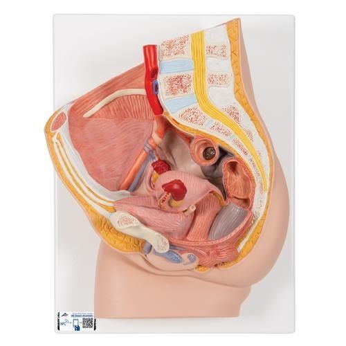 Modelo anatómico de pelvis - H10 - 3B Scientific   - de formación / de embarazo / femenino