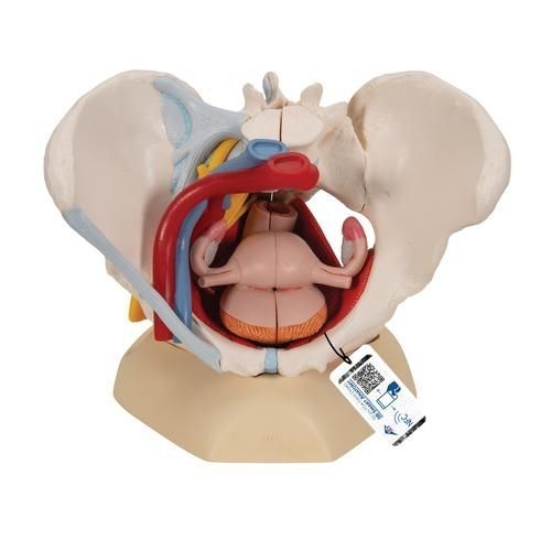 Modelo anatómico de pelvis - H20/4 - 3B Scientific   - de formación / femenino / con nervios