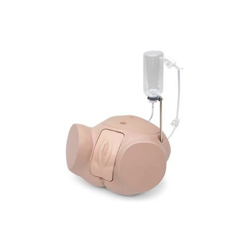 Simulador de cateterismo - P93SPC-F - 3B Scientific   - femenino / de pelvis