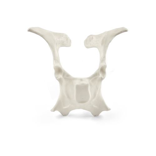 Modelo anatómico de pelvis - 10255 series - 3B Scientific - veterinario / de palpación / de formación