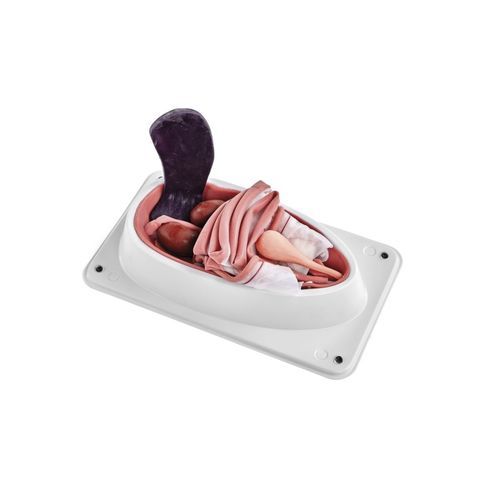 Simulador de esterilización canina - 1025627 - 3B Scientific   - para sutura / canino / de plástico