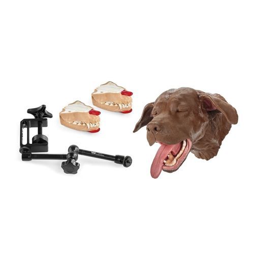 Simulador de formación - 1025636 - 3B Scientific   - para extracción dental / para odontología / canino