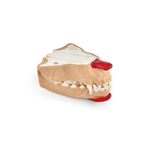 Modelo anatómico de mandíbula - 102564 series - 3B Scientific - de dientes / para odontología / de encías
