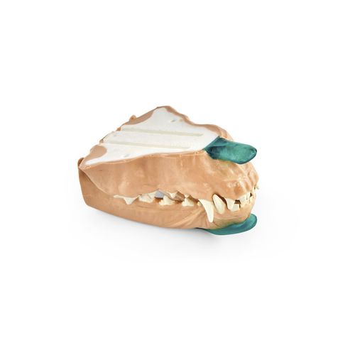 Modelo anatómico de dientes - 1025651 - 3B Scientific - para odontología / de mandíbula / para la atención veterinaria