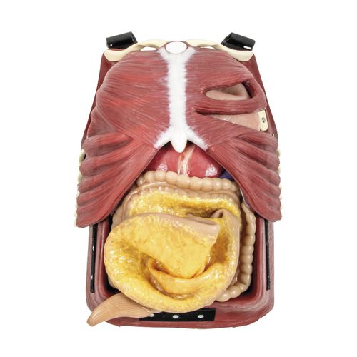 Traje de simulación para la gestión de las vías respiratorias - 1025958 - 3B Scientific   - de toracotomía / de formación / quirúrgico