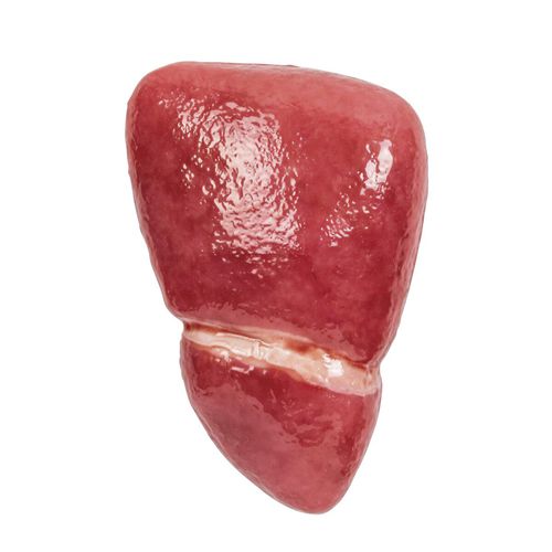 Modelo anatómico de hígado - 1025971 - 3B Scientific - rosa