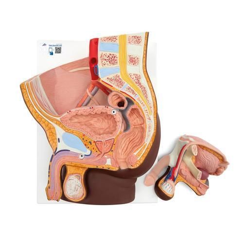 Modelo anatómico de recto - H11D - 3B Scientific   - ano / de vejiga / de aparato reproductor masculino