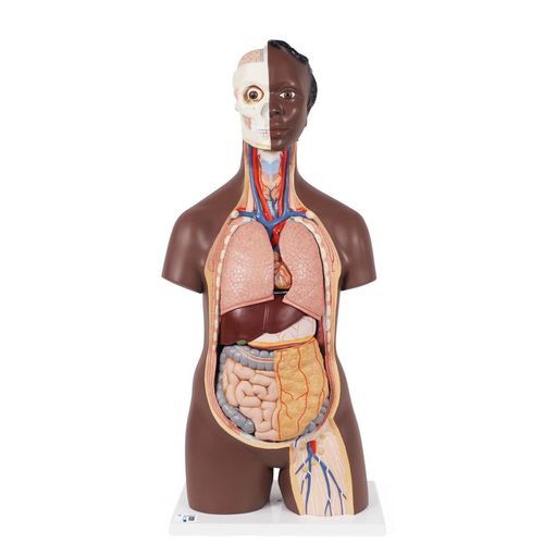 Modelo anatómico de estómago - B09D - 3B Scientific   - de intestino delgado / de pulmón / de riñón