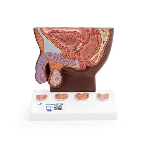Modelo anatómico de próstata - K41D - 3B Scientific   - de uretra / de recto / de pelvis