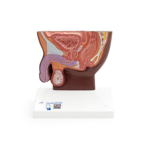 Modelo anatómico de pelvis - H12D - 3B Scientific   - masculino / interactivo