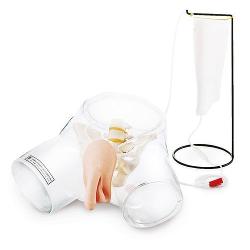 Modelo anatómico de sistema urinario - W43028M - 3B Scientific   - de vejiga / de uretra / de aparato reproductor masculino