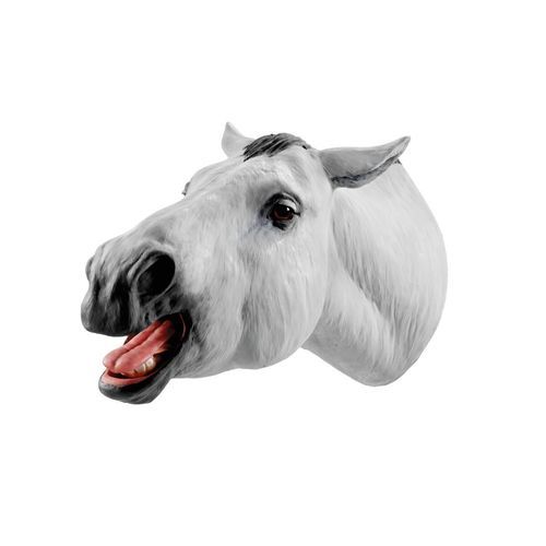 Modelo anatómico de boca - 1026511 - 3B Scientific   - mandibular / de maxilar / de cabeza