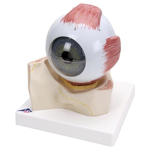 Modelo anatómico de ojo - F11  - 3B Scientific   - de formación