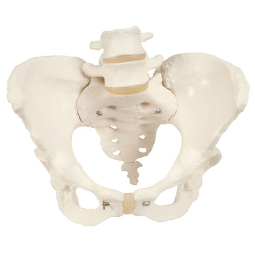 Modelo anatómico de esqueleto - A61 - 3B Scientific   - de pelvis / de formación / femenino