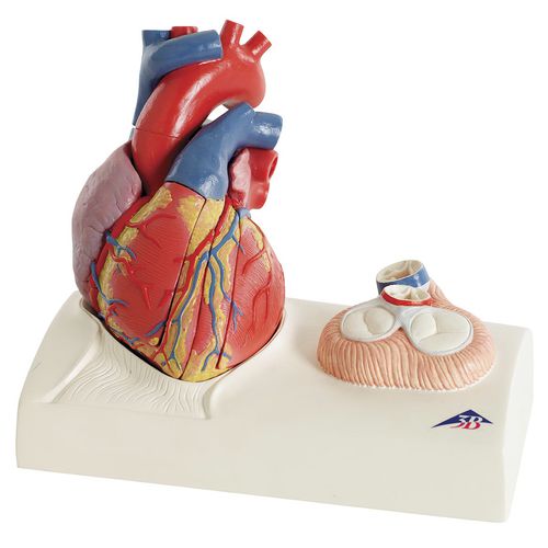 Modelo anatómico de corazón - G01 - 3B Scientific   - de formación / con vasos sanguíneos