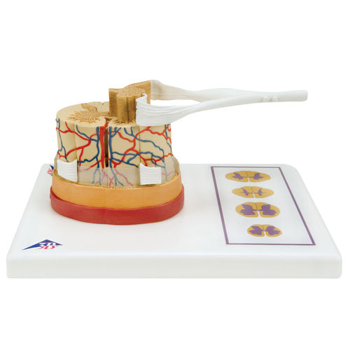 Modelo anatómico de médula espinal - C41 - 3B Scientific   - de formación / con nervios