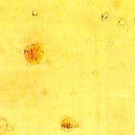 Kit de reactivos en solución - LeucoScreen™ - AB Analitica  - de bioquímica / para análisis de semen