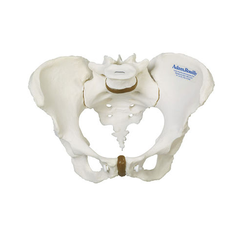 Simulador de formación - AR35 - Adam, Rouilly - obstetricoginecológico / femenino / de pelvis