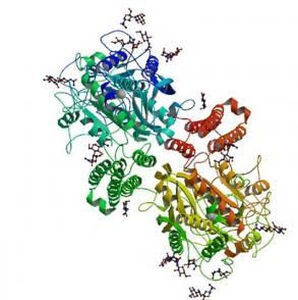 Reactivo antígeno nativo - P117-8 - BBI Enzymes  - de química clínica / para la investigación / para ELISA