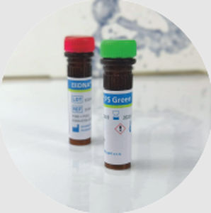 Reactivo colorante - ELiDNA™ - Elisabeth Pharmacon spol  - de ácidos nucleicos / de glicerol / para ADN