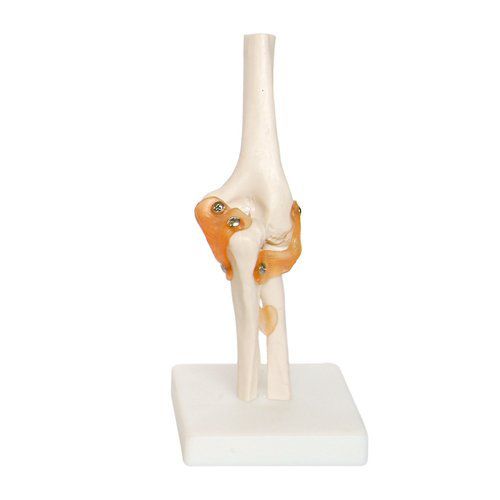Modelo anatómico de codo - EDC210 - EMS Physio - de plástico / flexible