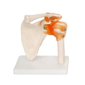 Modelo anatómico de hombro - EDC207 - EMS Physio - flexible