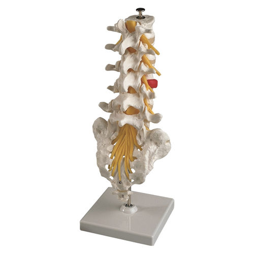 Modelo anatómico de vértebras lumbares - EDC201 - EMS Physio - flexible