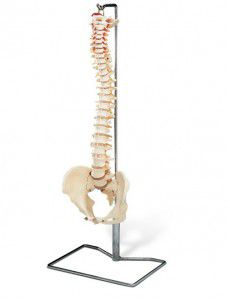 Modelo anatómico de pelvis - EDC204 - EMS Physio - cervical / raquídeo / de nervio