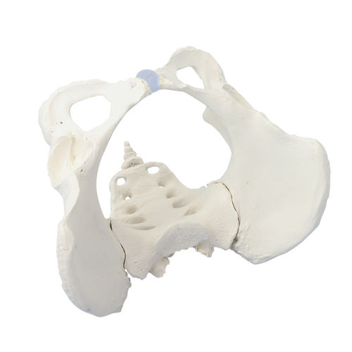 Modelo anatómico de articulación - 4054 - Erler-Zimmer - de pelvis / de sacro / de formación