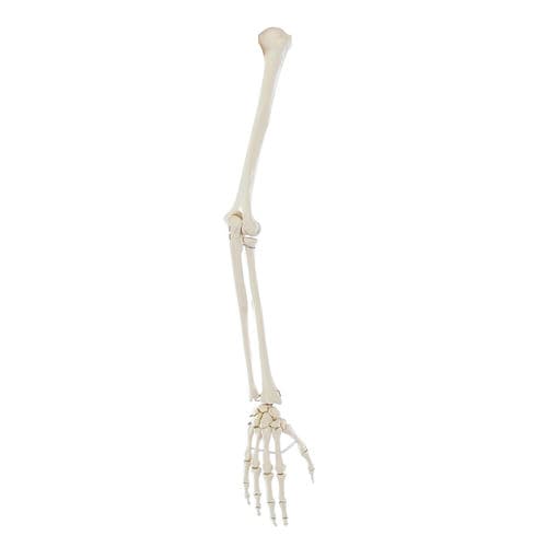 Modelo anatómico de articulación - 6012 - Erler-Zimmer - de brazo / de formación