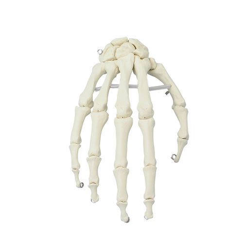 Modelo anatómico de mano - 6001 - Erler-Zimmer - de formación