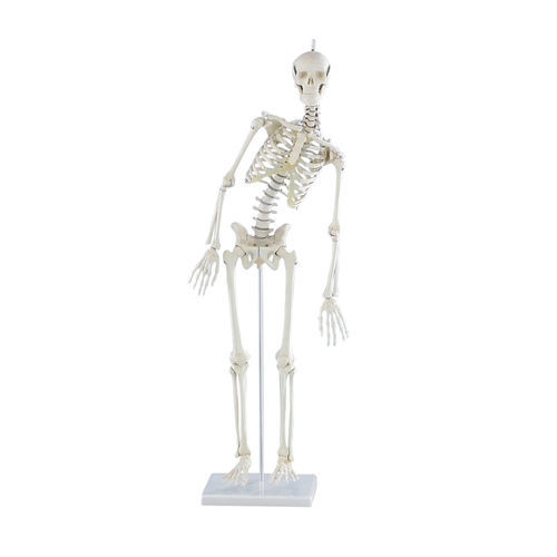 Modelo anatómico de articulación - 3040  - Erler-Zimmer - de esqueleto / de formación / en miniatura