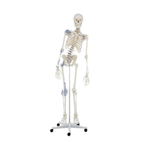 Modelo anatómico de columna vertebral - Toni - Erler-Zimmer - de articulación / de esqueleto / de formación