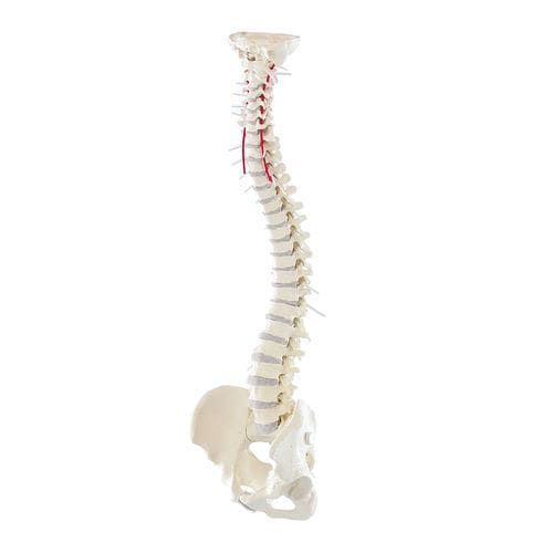 Modelo anatómico de columna vertebral - 4006 - Erler-Zimmer - de la arteria vertebral / de formación / con pelvis desmontable