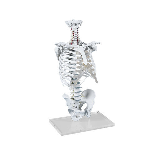Modelo anatómico de médula espinal - 4020 - Erler-Zimmer - de cráneo / de columna vertebral / torácico