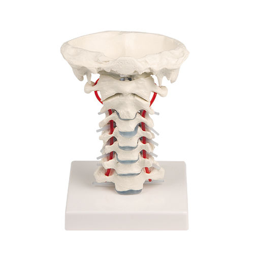 Modelo anatómico de columna vertebral cervical - 4073 - Erler-Zimmer - de formación