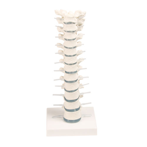 Modelo anatómico de vértebras torácicas - 4060 - Erler-Zimmer - de formación