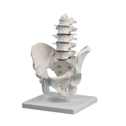 Modelo anatómico de pelvis - 4040 - Erler-Zimmer - de la columna vertebral lumbar / de formación