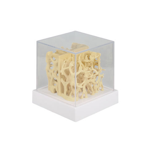 Modelo anatómico de hueso - 4062 - Erler-Zimmer - de hueso costal / de formación / de osteoporosis