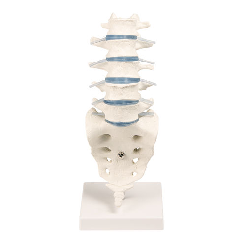 Modelo anatómico de columna vertebral - 4036 - Erler-Zimmer - de la columna vertebral lumbar / de formación